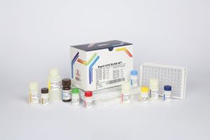 hCG(Rapid)/ pishtaz teb / پیشتاز طب / کیت تشخیص طبی 